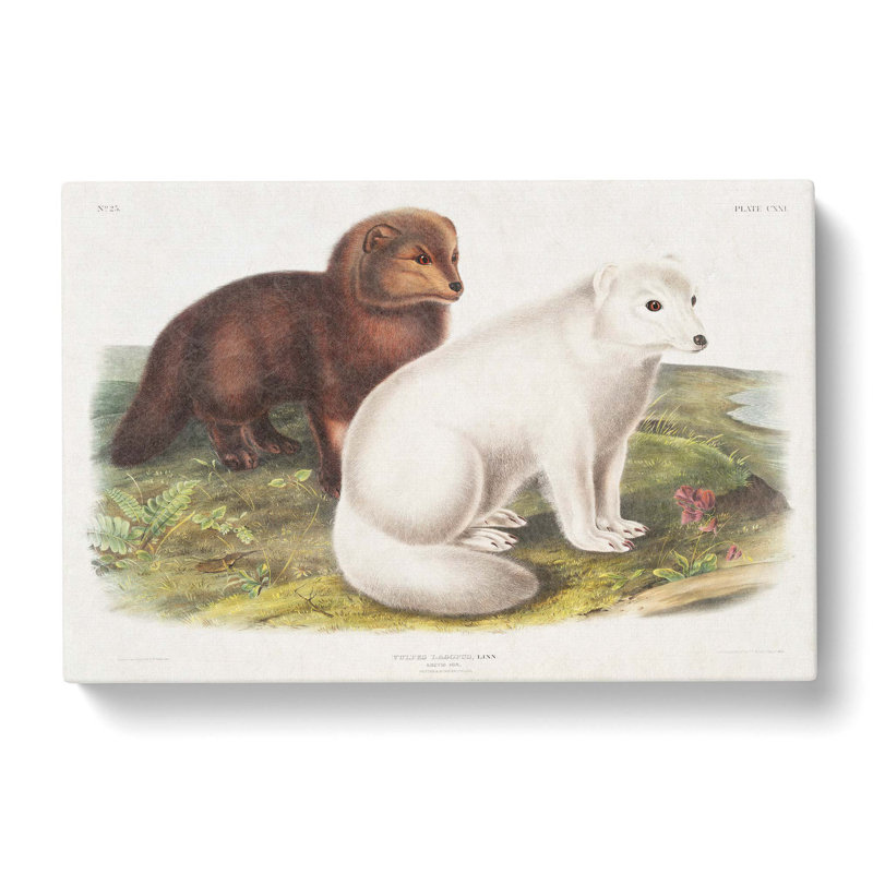 Arctic Fox by J.W. Audubon - Wrapped Canvas Painting, 35cm H x 50cm W x 3cm D
