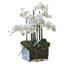 Faux 20.5" Phalaenopsis Orchid