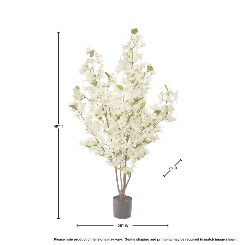 Bougainvillée en pot 48 po, Blanc