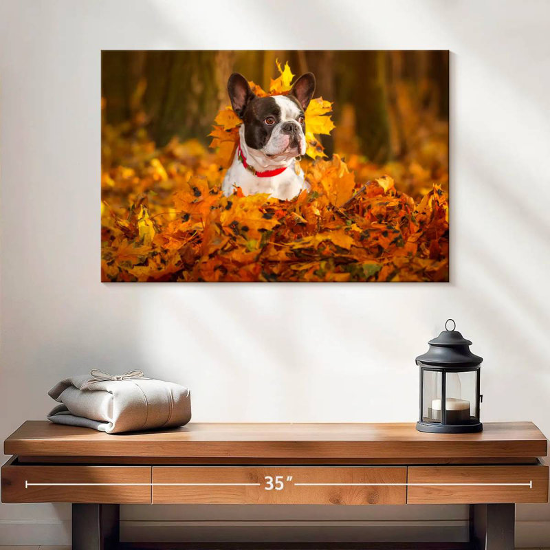 Bouledogue français dans un parc en automne, H 16 po x l 24 po