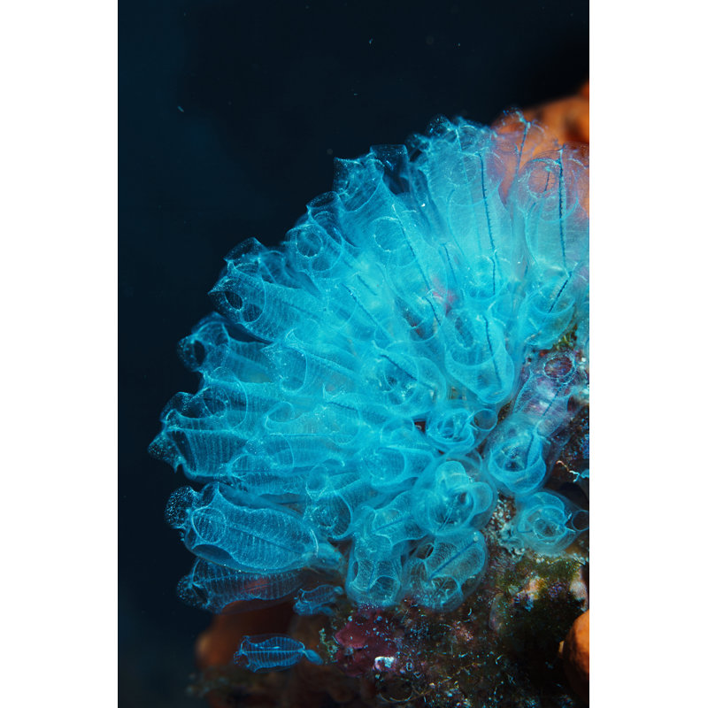 Glass Sponge by Ultramarinfoto - Wrapped Canvas Print, 122cm H x 81cm W x 3.8cm D