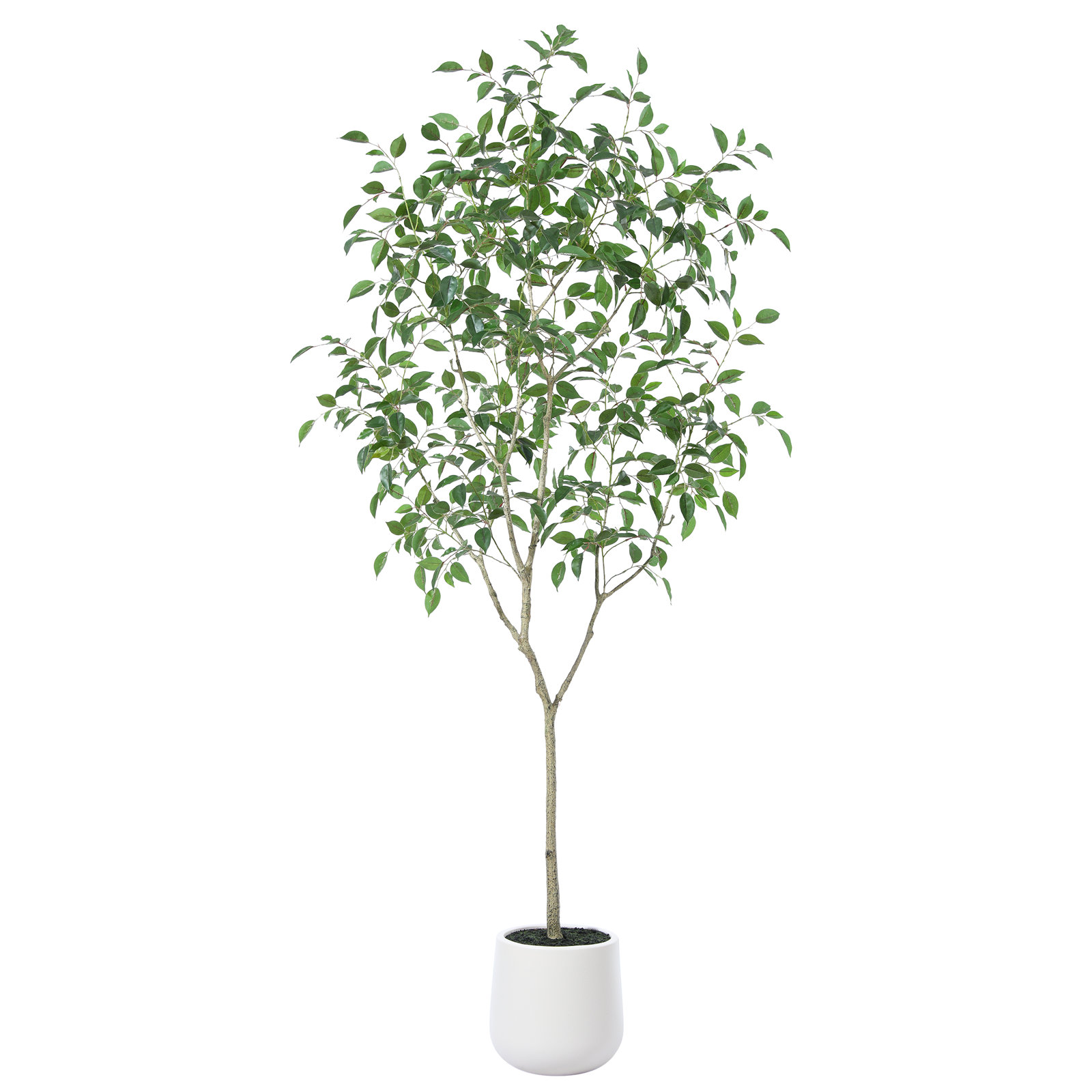 Anasta Ficus Tree in Pot, 84" H x 28" W x 28" D