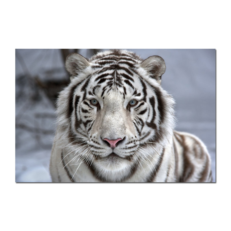 White Tiger Sighted Print, 30" H x 40" W