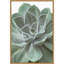Reproduction de photo sur toile encadrée « Echeveria » par Assaf Frank-Floater