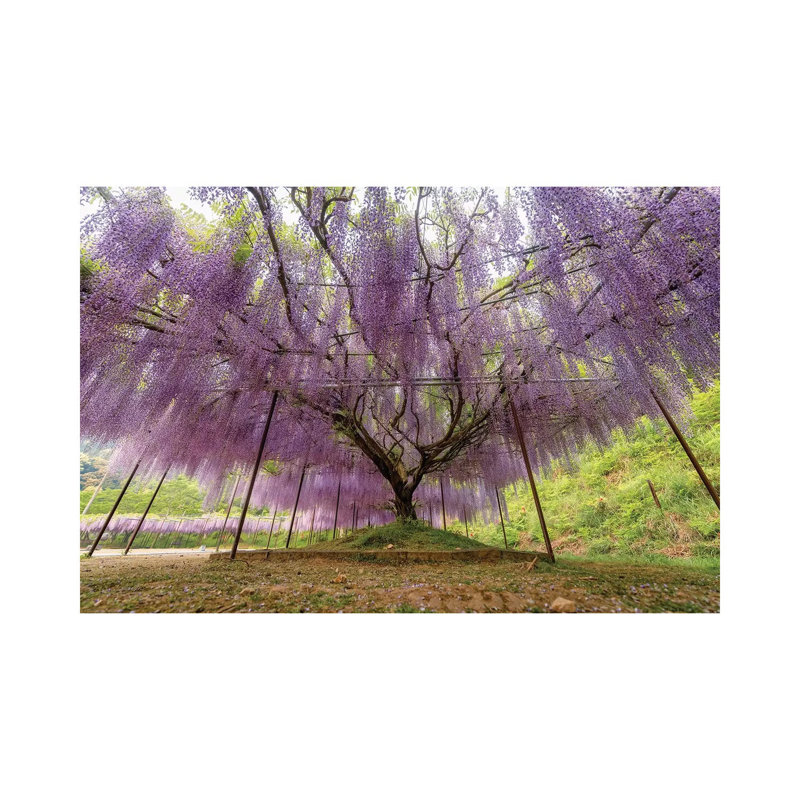 Printemps au Japon XXII par Daisuke Uematsu - Toile tendue, estampe numérique sur toile tendue, H 8 po x l 12 po x P 0,75 po