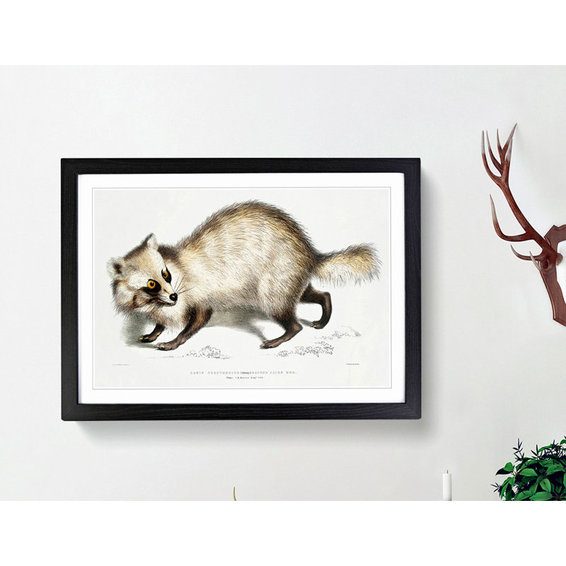 Racoon-Faced Dog by John Edward Gray - Picture Frame Painting Print, Black, 40cm H x 60cm W x 2cm D