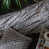 Grey est en rupture de stock