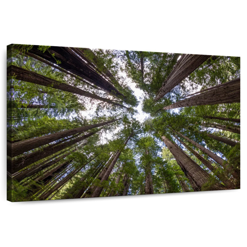 Harnek Into The Redwood Forest, 20" H x 30" W