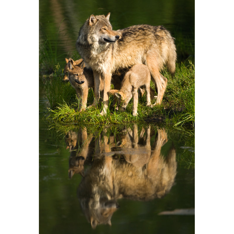 Grey Wolf Mother - Wrapped Canvas Print, 76cm H x 51cm W