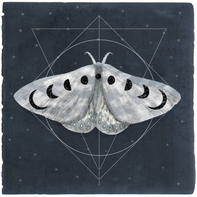 Midnight Moth II 1 Piece Wrapped Canvas Painting