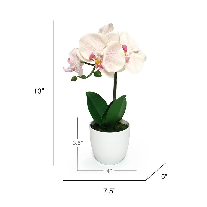 Centres de table orchidées phalaenopsis en pot, Rosé / pêche / vert, H 13 po x l 7,5 po x P 5 po
