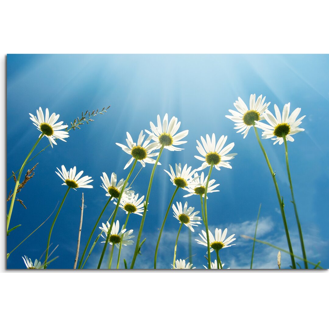 Gerahmtes Leinwandbild Gänseblümchen mit Himmel