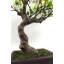 152.4cm Faux Cherry Blossom Plant in Pot Liner