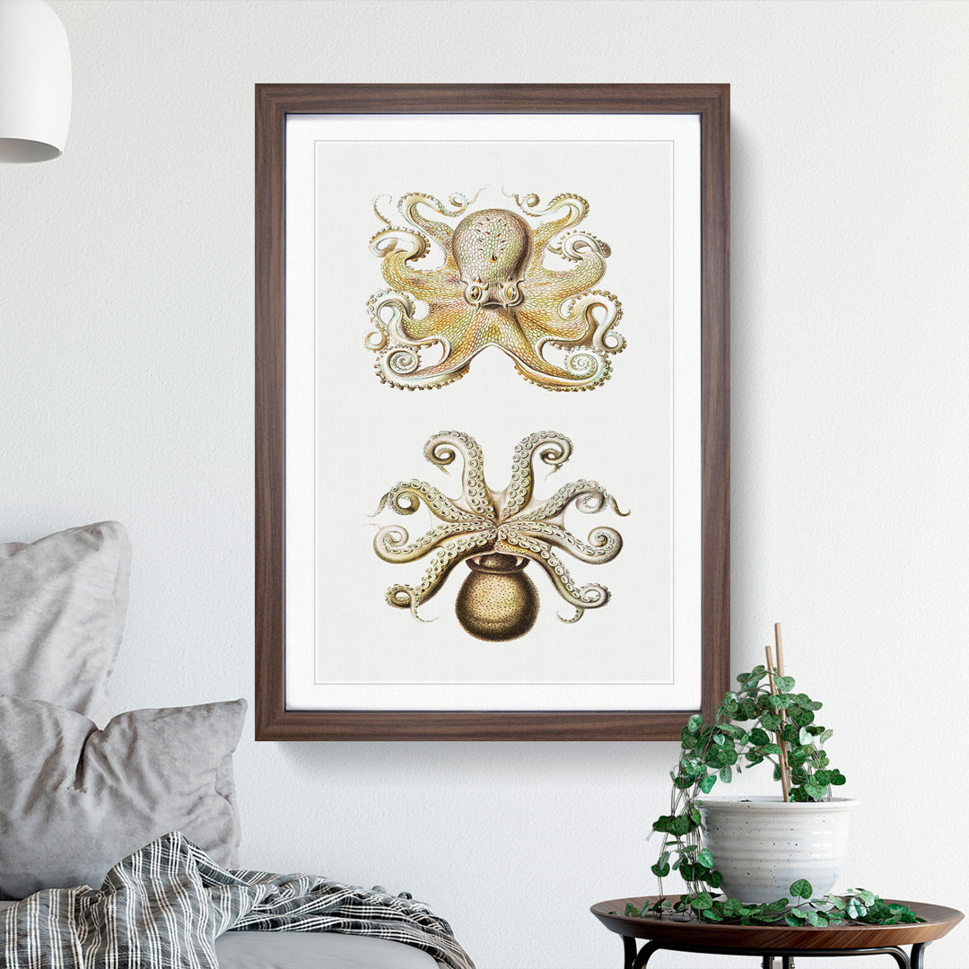 Vintage Octopus by Ernst Haeckel - Framed Print