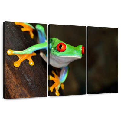 Petite rainette aux yeux rouges Brampt