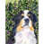 Bernese Mountain Dog 2