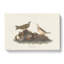 Brown Larks by John Audubon - Wrapped Canvas-55304015