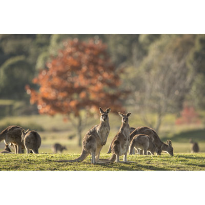 Mob of Kangaroos by Kolbz