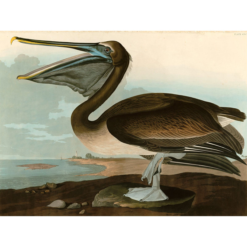 Brown Pelican by John Audubon - No Frame Painting on Canvas, 60cm H  x 80cm W  x 4cm D