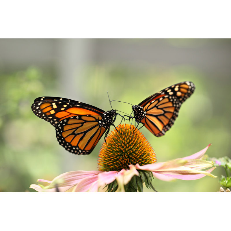 Falmer Two Monarch Butterflies par Viafilms, H 24 po x l 36 po