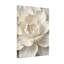 «Plants & Flowers White Flower Close Up», reproduction d'art-1578467879