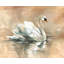 Swan Lake Print by Chelsea Art Studio-25707404-25707397