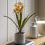 Orchid in White Ceramic Dot Pot 400mm-1237655199