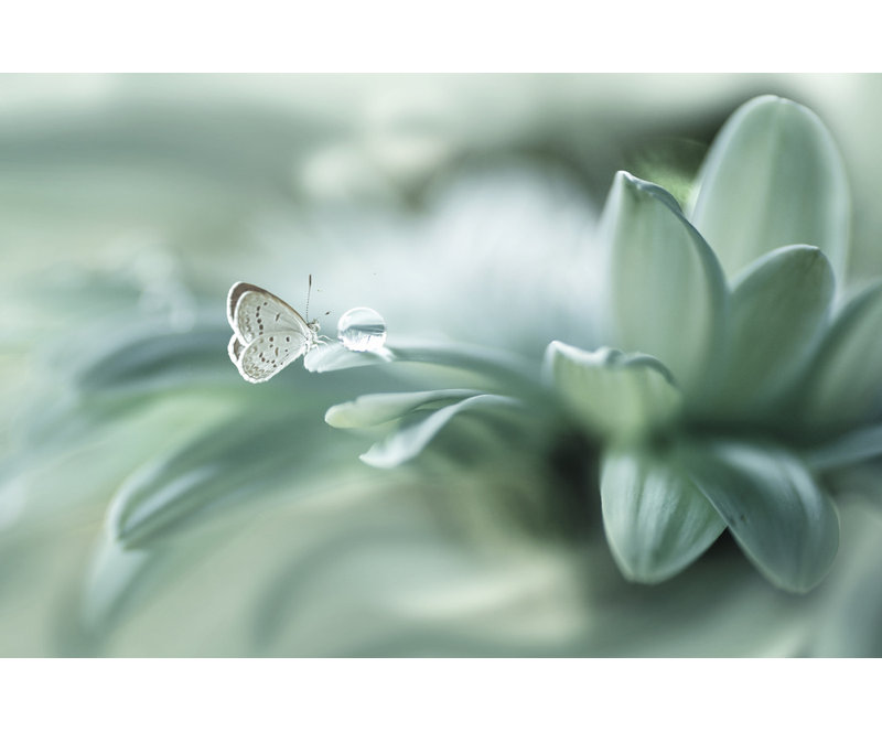 Wrapped Canvas Print, 50.8 cm H x 76.2 cm W