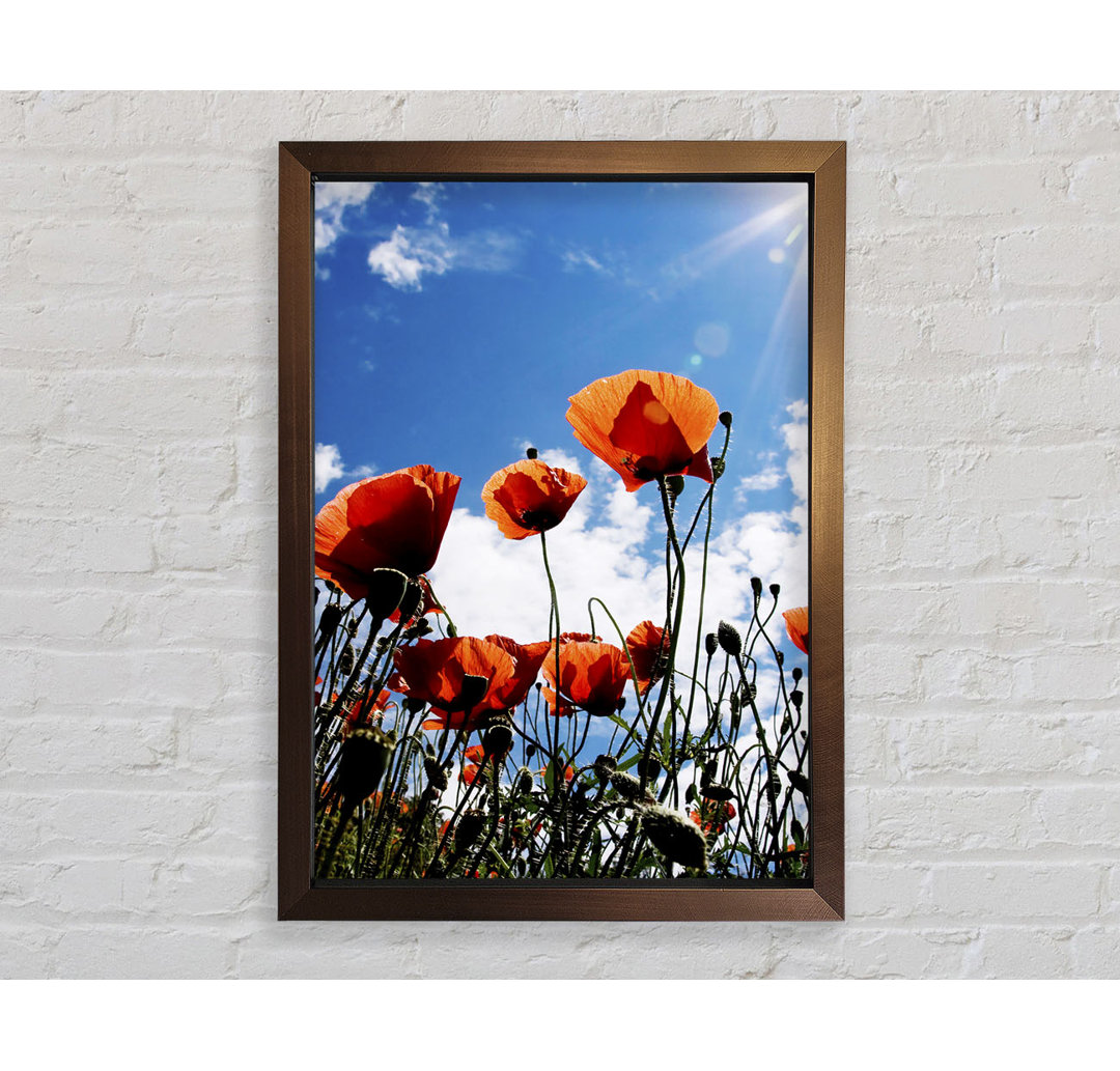 Orange Poppy Skys - Einzelner Bilderrahmen Kunstdrucke