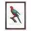 Australian King Parrot by F. Levaillant - Framed Print-55456970-55456971