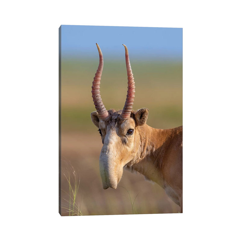 Saiga Adult Male Russia by Mogens Trolle - Wrapped Canvas Print, 101.6 cm H x 66.04 cm W x 1.91 cm D