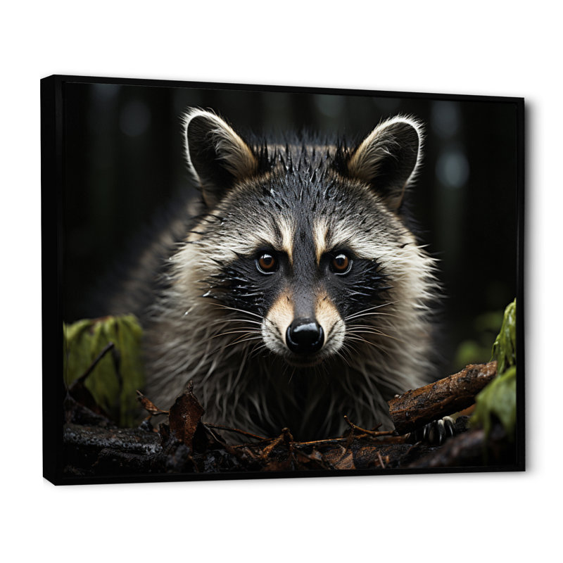 Curious Raccoon II sur impression sur toile, H 30 po x l 40 po x P 1,5 po, Cadre flottant noir
