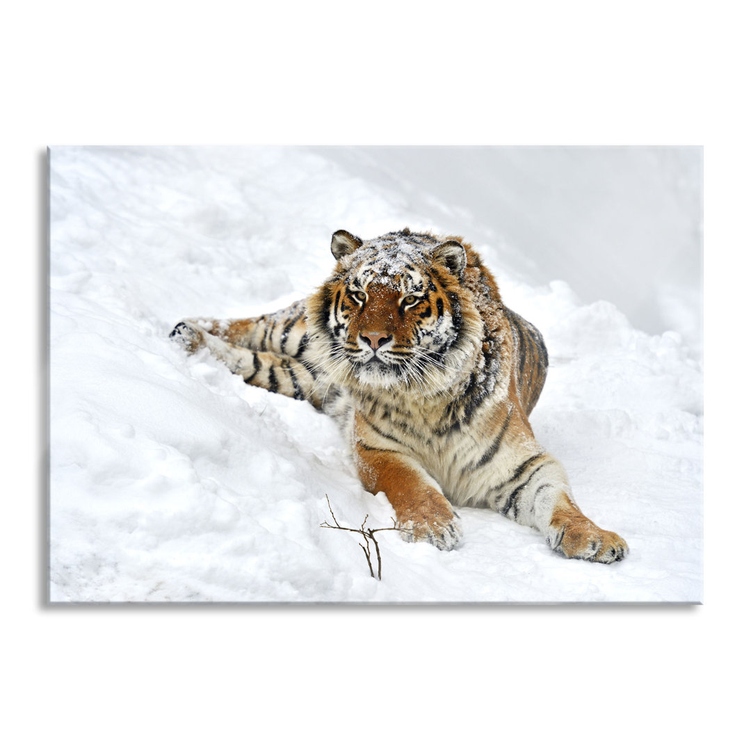 Ungerahmtes Foto auf Glas "Amur Tiger in the Snow"