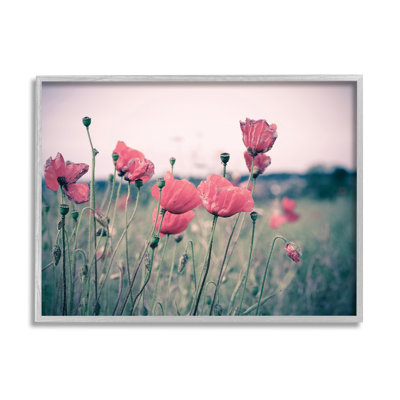 Champ de coquelicots d'automne - photographie