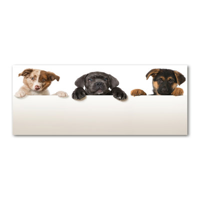 Three Puppies - Print