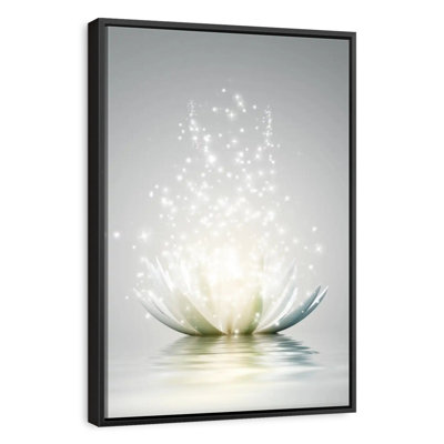 Lotus scintillant