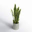 Artificial Sansevieria Snake Plant in Pot-1454465281
