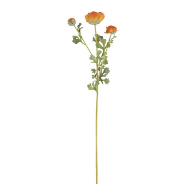 Renoncule florale (ensemble de 12)