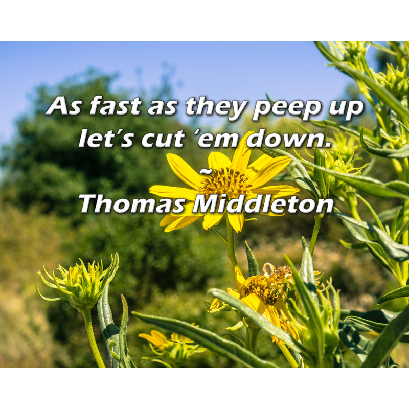 Citation artistique: «Aussi vite qu'ils regardent, coupons-les». Toile tendue par Thomas Middleton