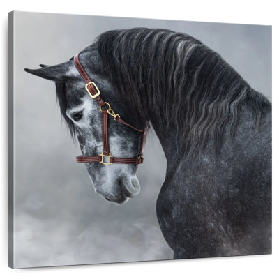 Aaric Gray Andalusian Horse