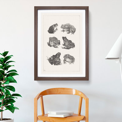 Frogs and Toads by Theo Van Hoytema - Framed Print