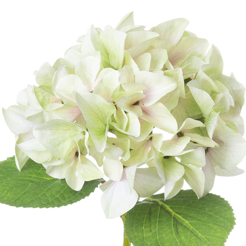 Hydrangea Arrangement, Green