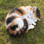 Statue de chat calicot endormi