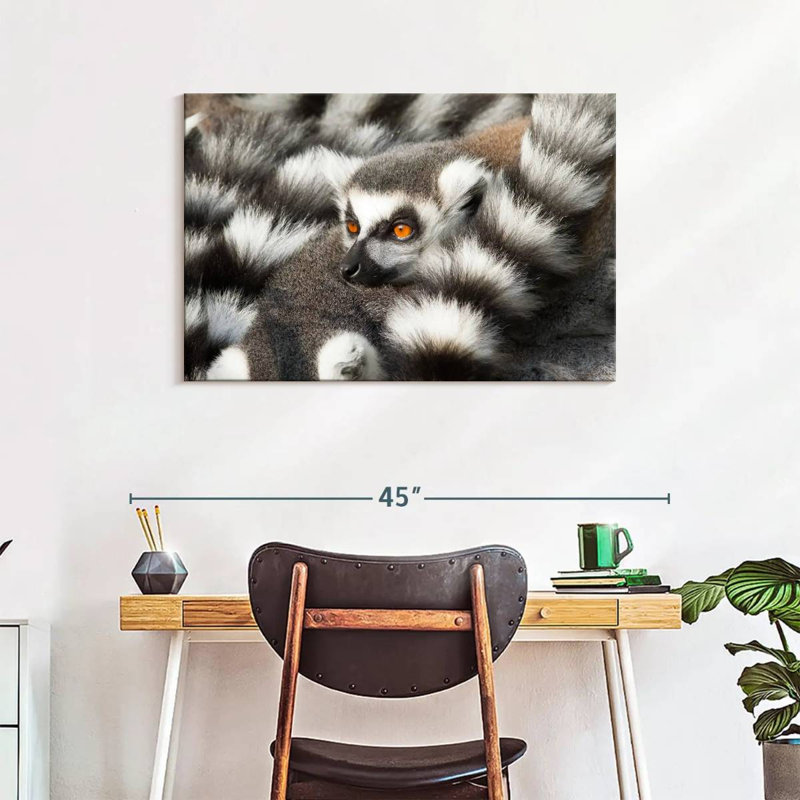 Crowle Ring-Tailed Lemur