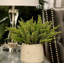 Ferdinand Heather en pot-28784519