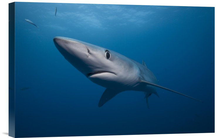 " Blue Shark ", 12" H x 18" W x 1.5" D