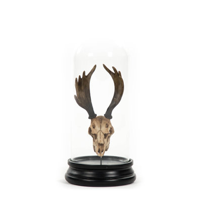 Moose Skull with Bell Glass