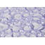 Tapis de douche bubbles Newton