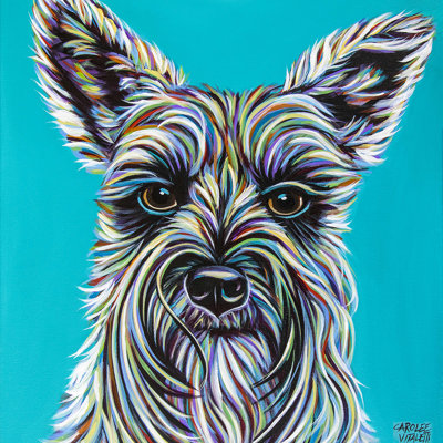 Schnauzer coloré