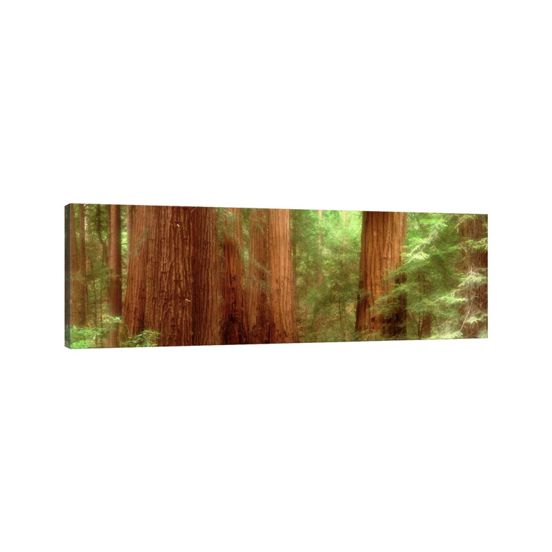 Redwood Trees, Muir Woods, California, USA 1 Piece Wrapped Canvas Panoramic Wall Art, 30.48 cm H x 91.44 cm W x 1.91 cm D